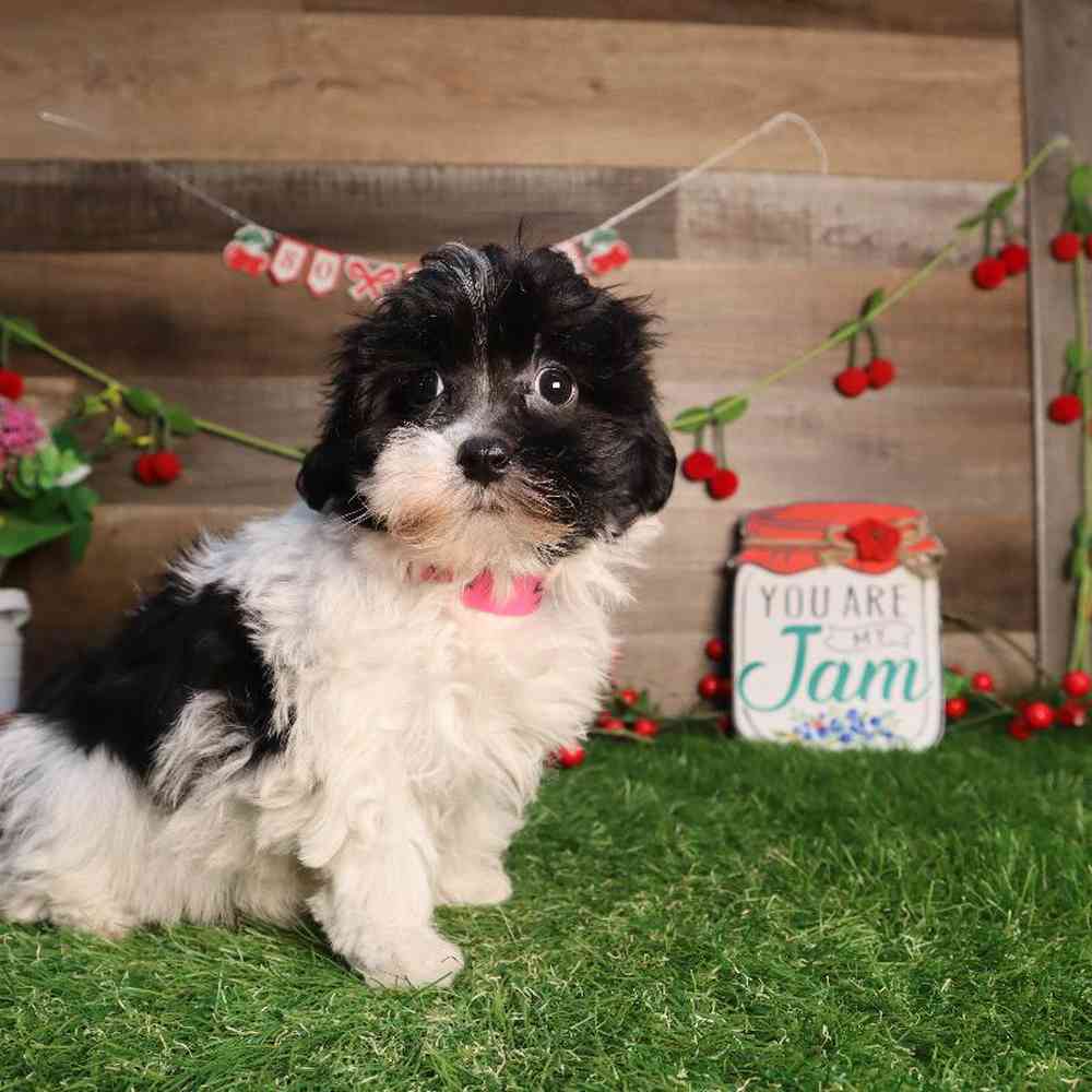 Female Malshi Puppy for Sale in Blaine, MN