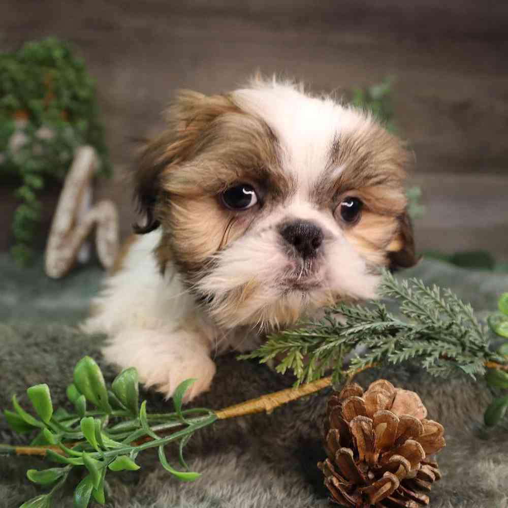 carousel pet images
