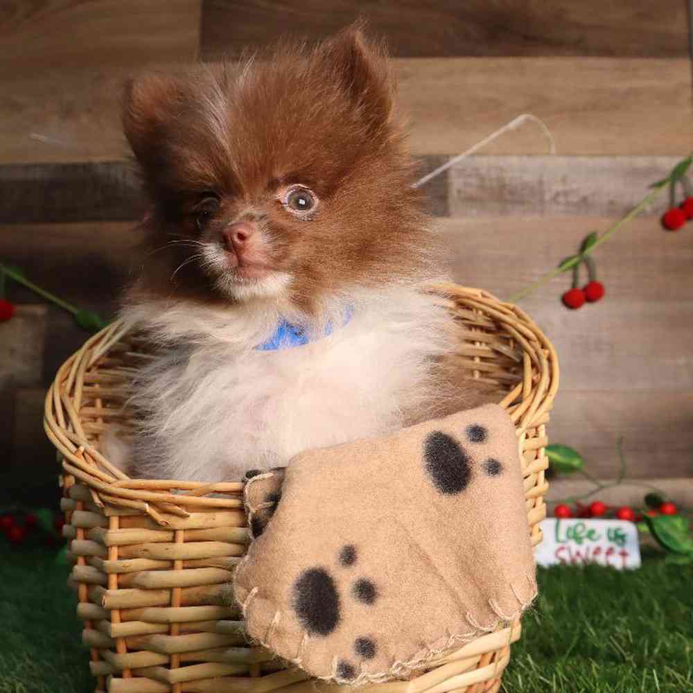 carousel pet images