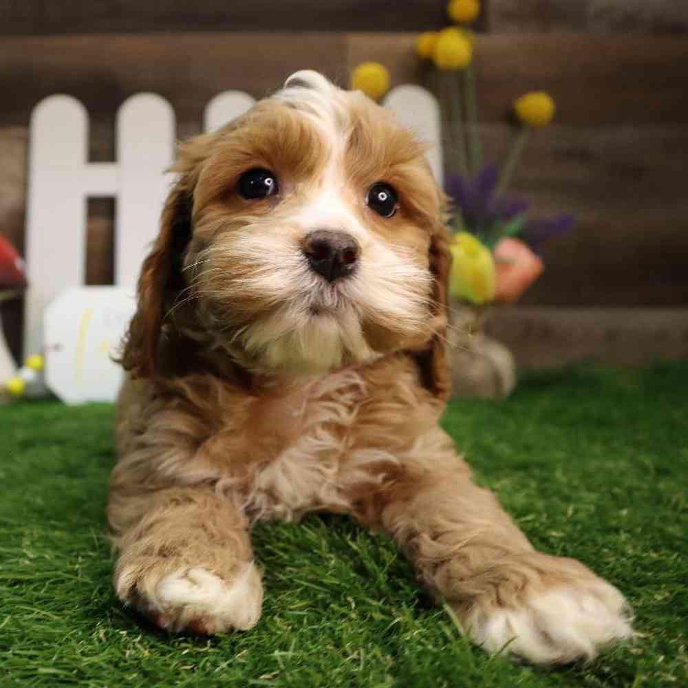 carousel pet images