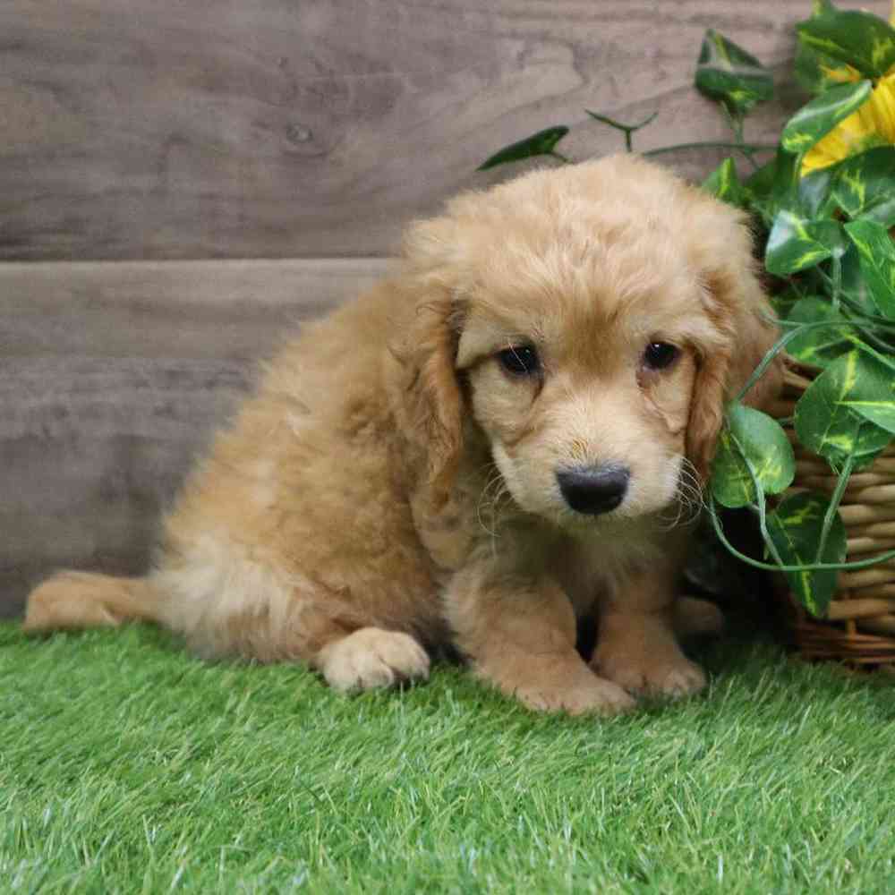 Male Mini Goldendoodle Puppy for sale