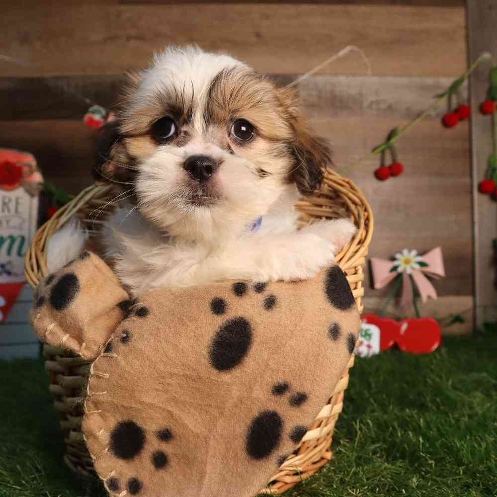 carousel pet images