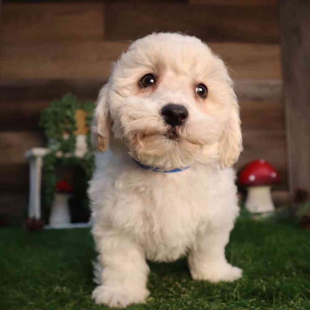 Male Teddy Bear Puppy for Sale in Blaine, MN