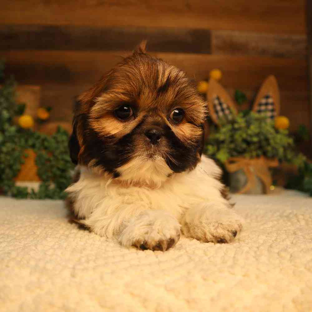 carousel pet images