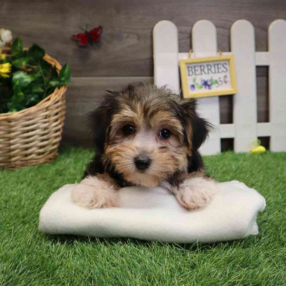 Male Morkie Puppy for sale