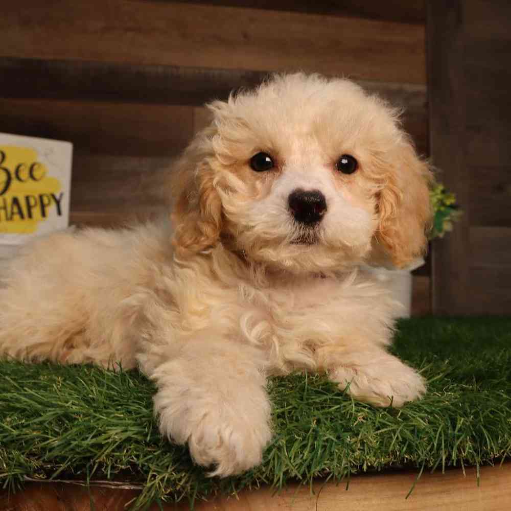 Cavapoo Puppy for sale - Four Paws and a Tail