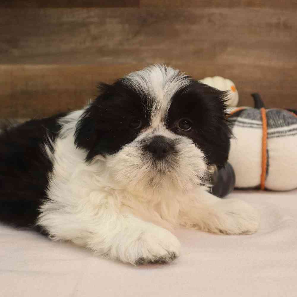 Male Shih Tzu Puppy for sale