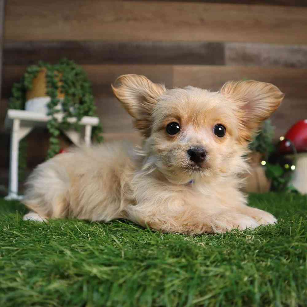 carousel pet images