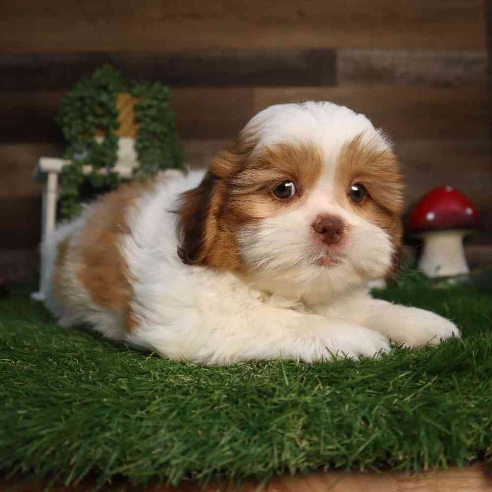 Male Shih Tzu Puppy for Sale in Blaine, MN