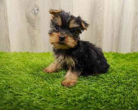 Yorkie (Silky) Terrier