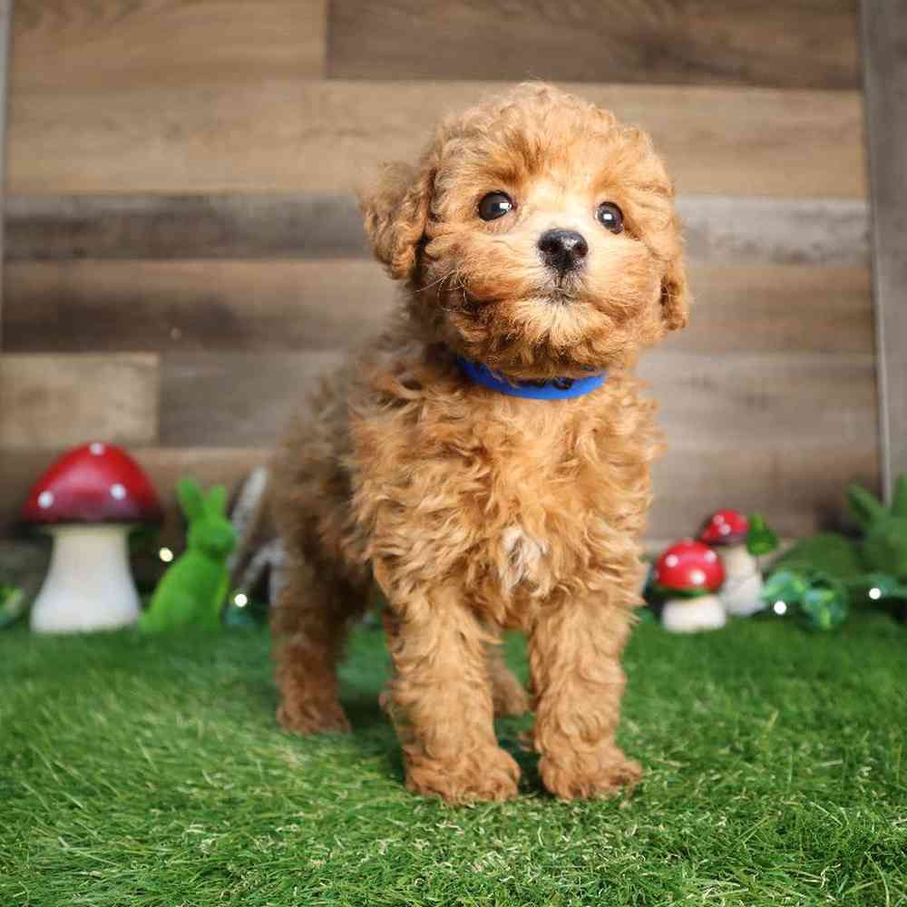 carousel pet images