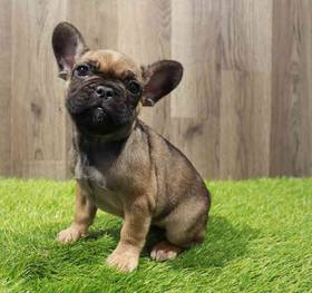 French Bulldog