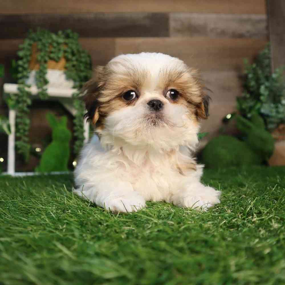 carousel pet images