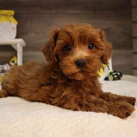 Maltipoo