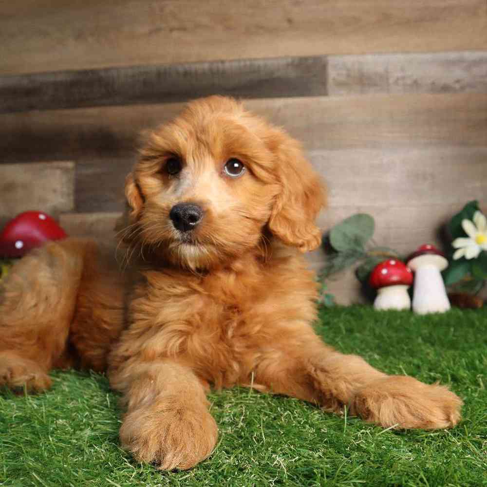 Female Mini Goldendoodle 2nd Gen Puppy for Sale in Blaine, MN