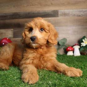 Mini Goldendoodle 2nd Gen
