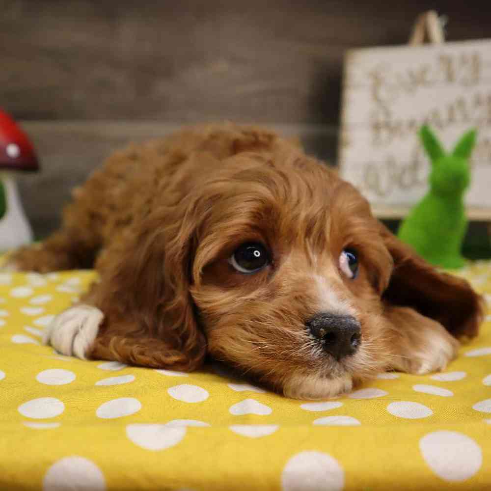 carousel pet images