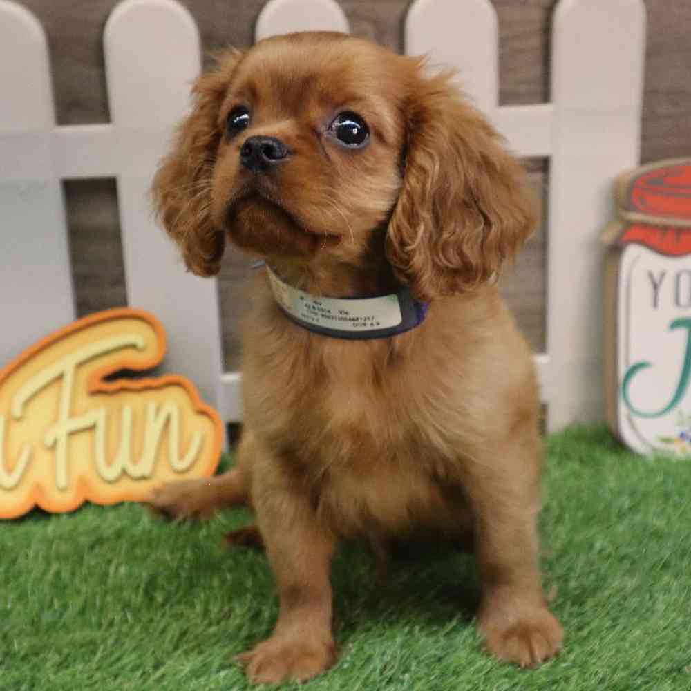 Male Cavalier King Charles Spaniel Puppy for sale