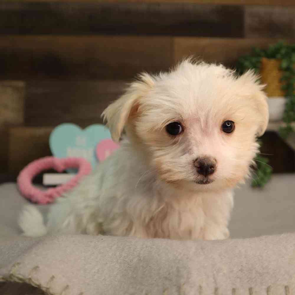 Female Maltese Puppy for Sale in Blaine, MN