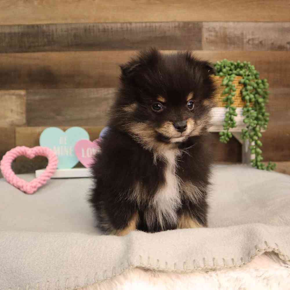 carousel pet images