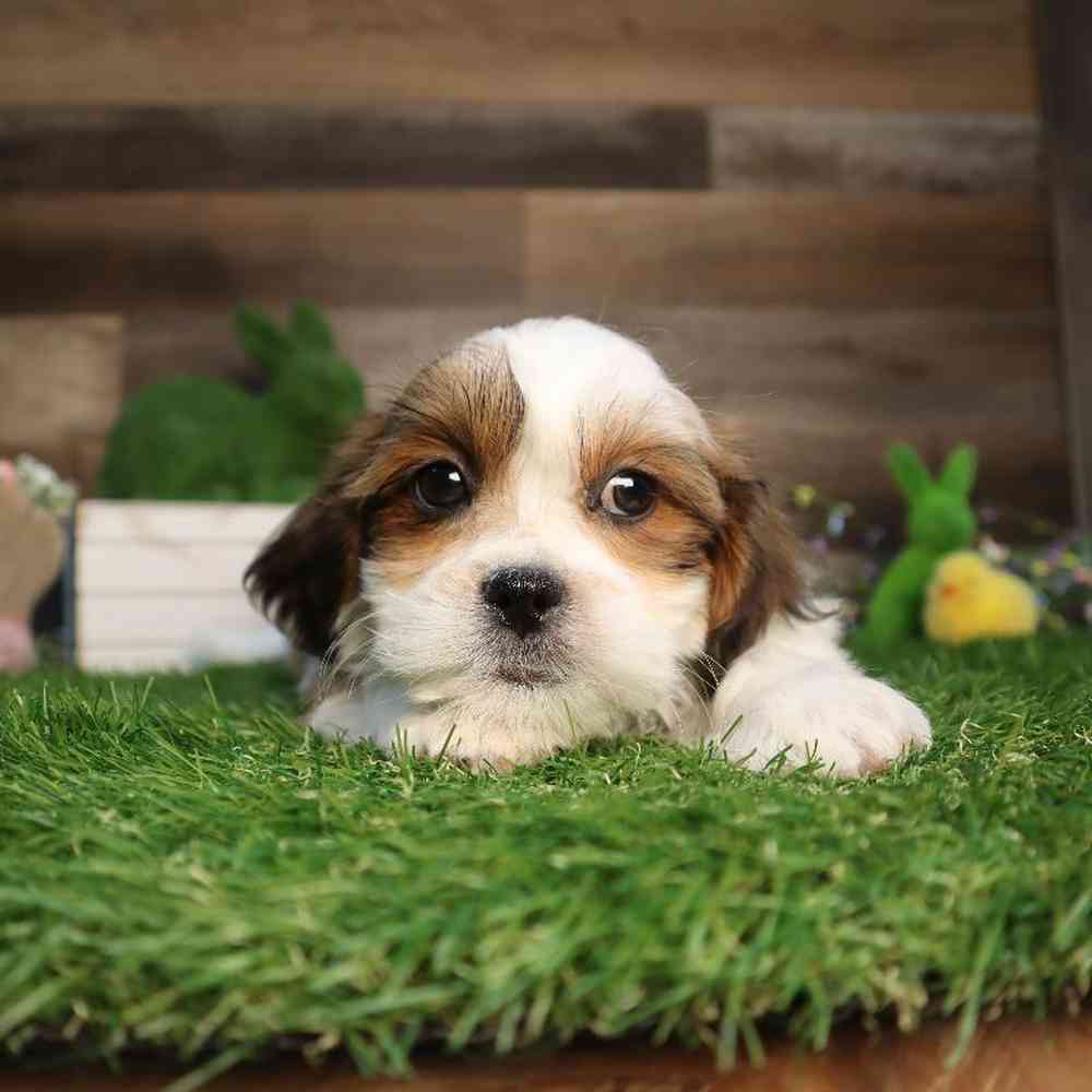 Male Teddy Bear Puppy for Sale in Blaine, MN