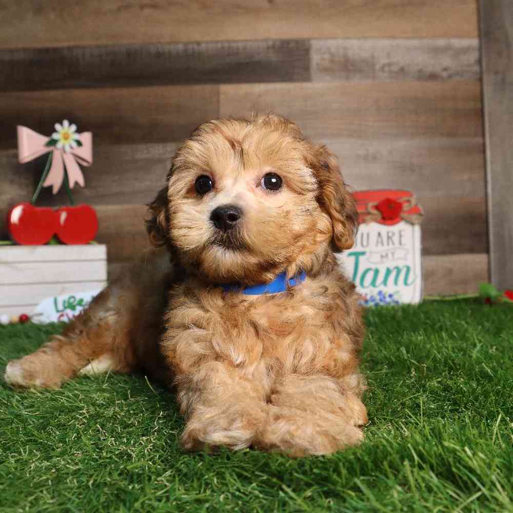 carousel pet images