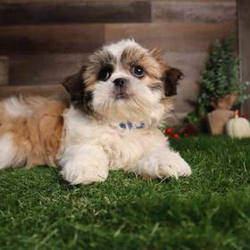 Shih Tzu