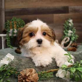 Teddy Bear