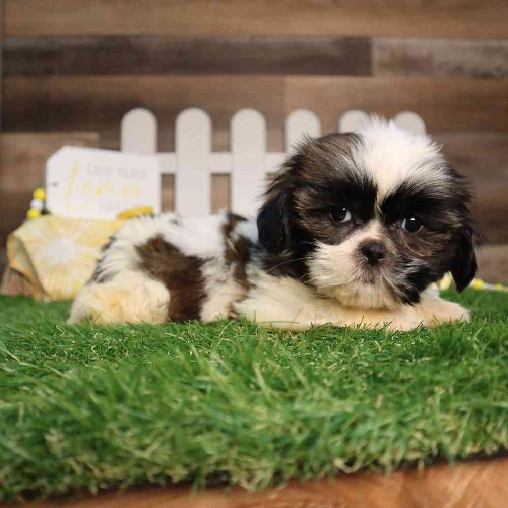 carousel pet images