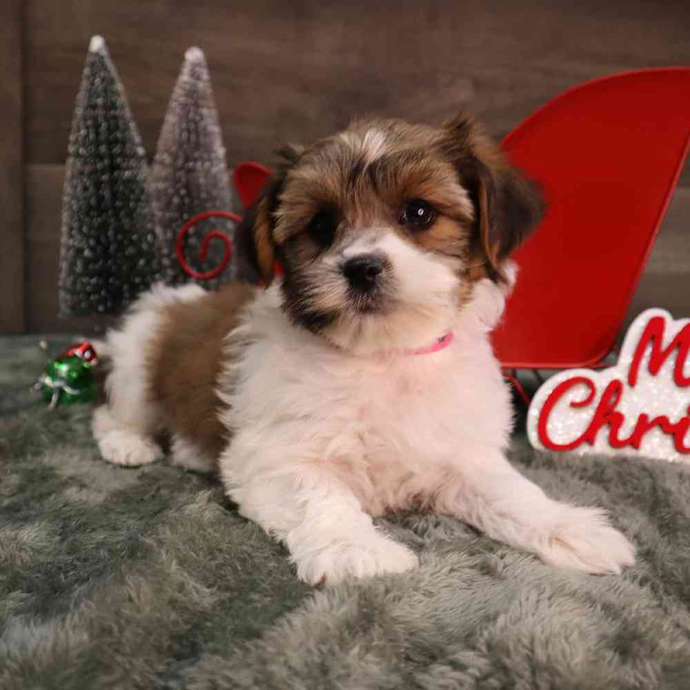 carousel pet images