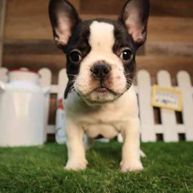 French Bulldog