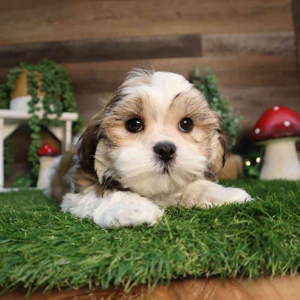 carousel pet images