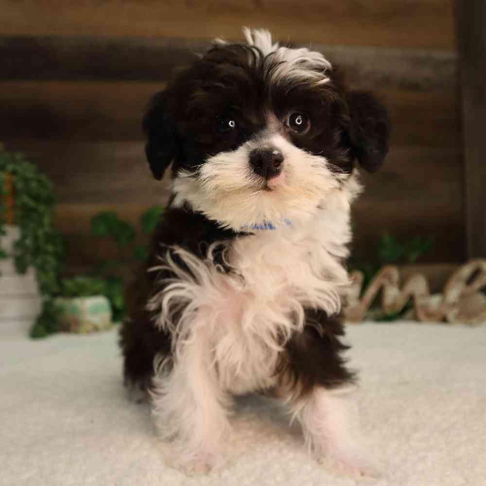 Male Yorkie-Poo Puppy for Sale in Blaine, MN