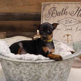 Min Pin