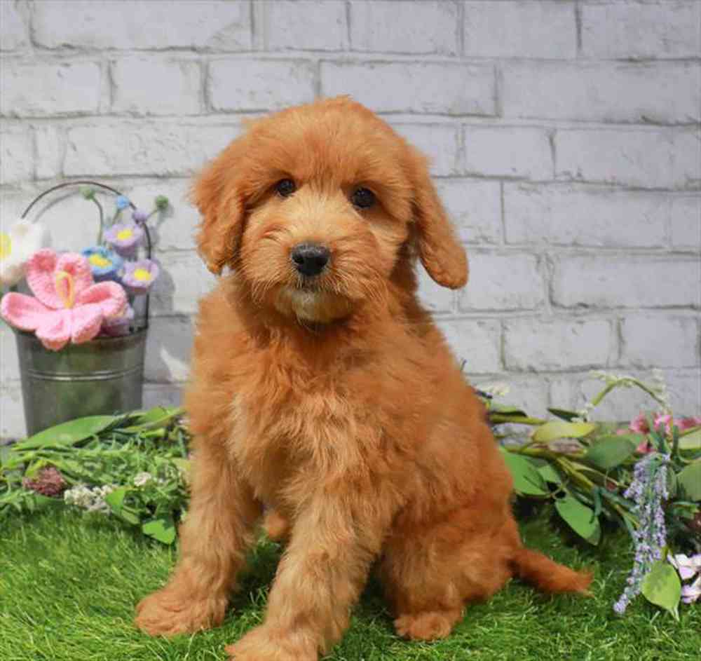 carousel pet images