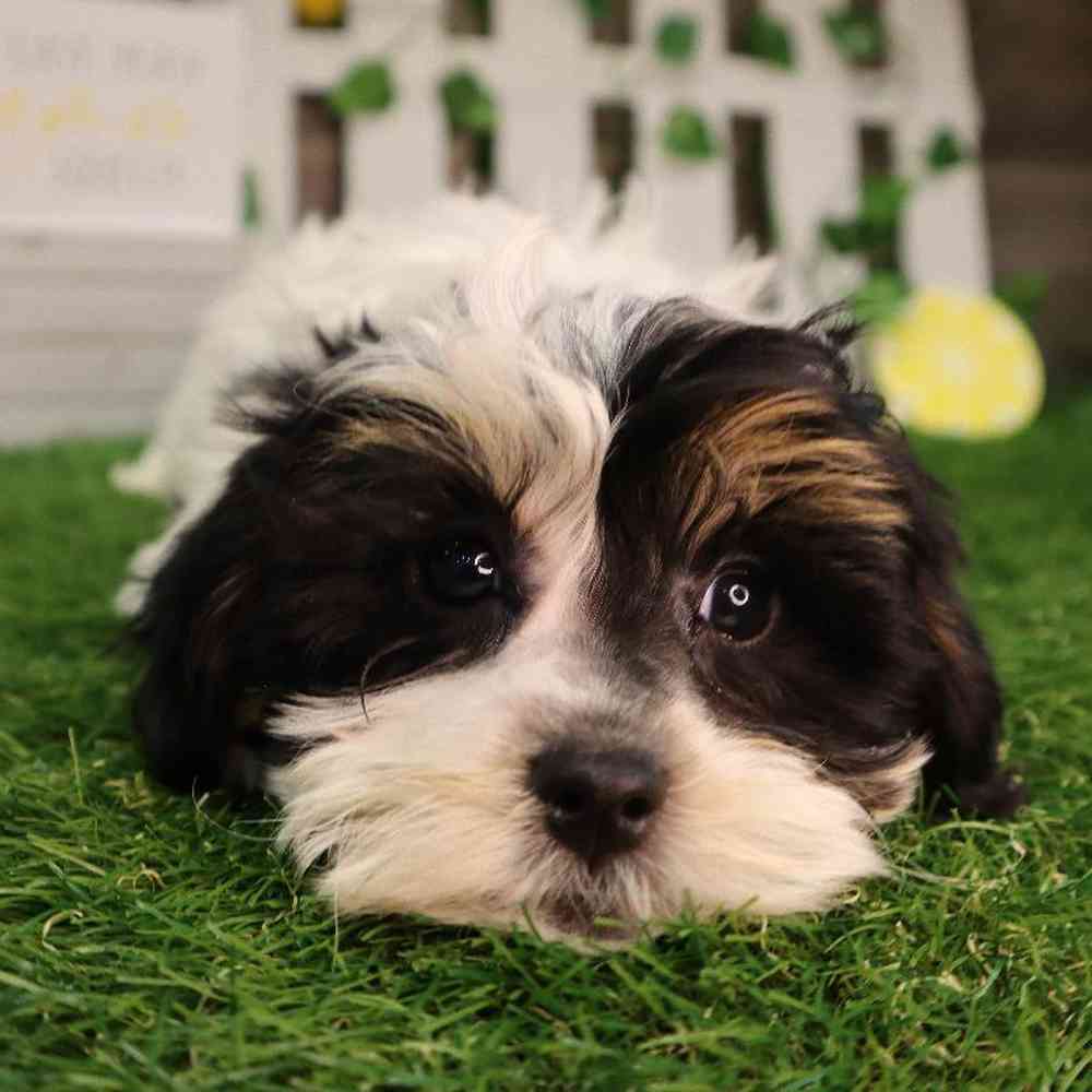 carousel pet images