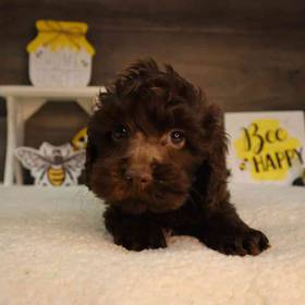 Cockapoo