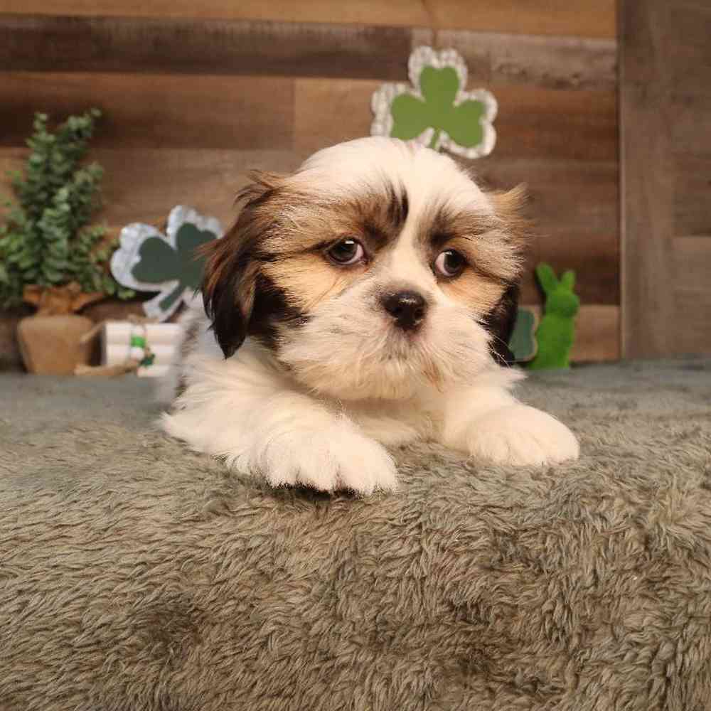carousel pet images