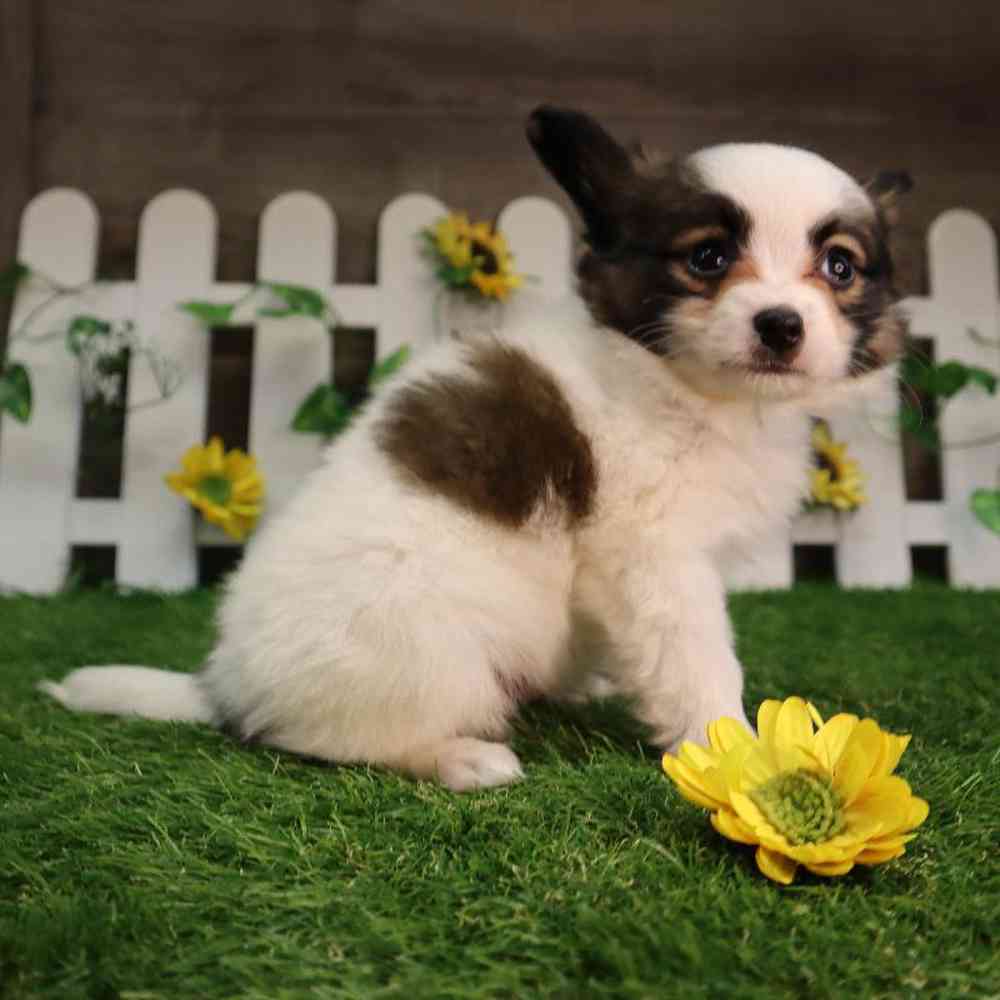 carousel pet images