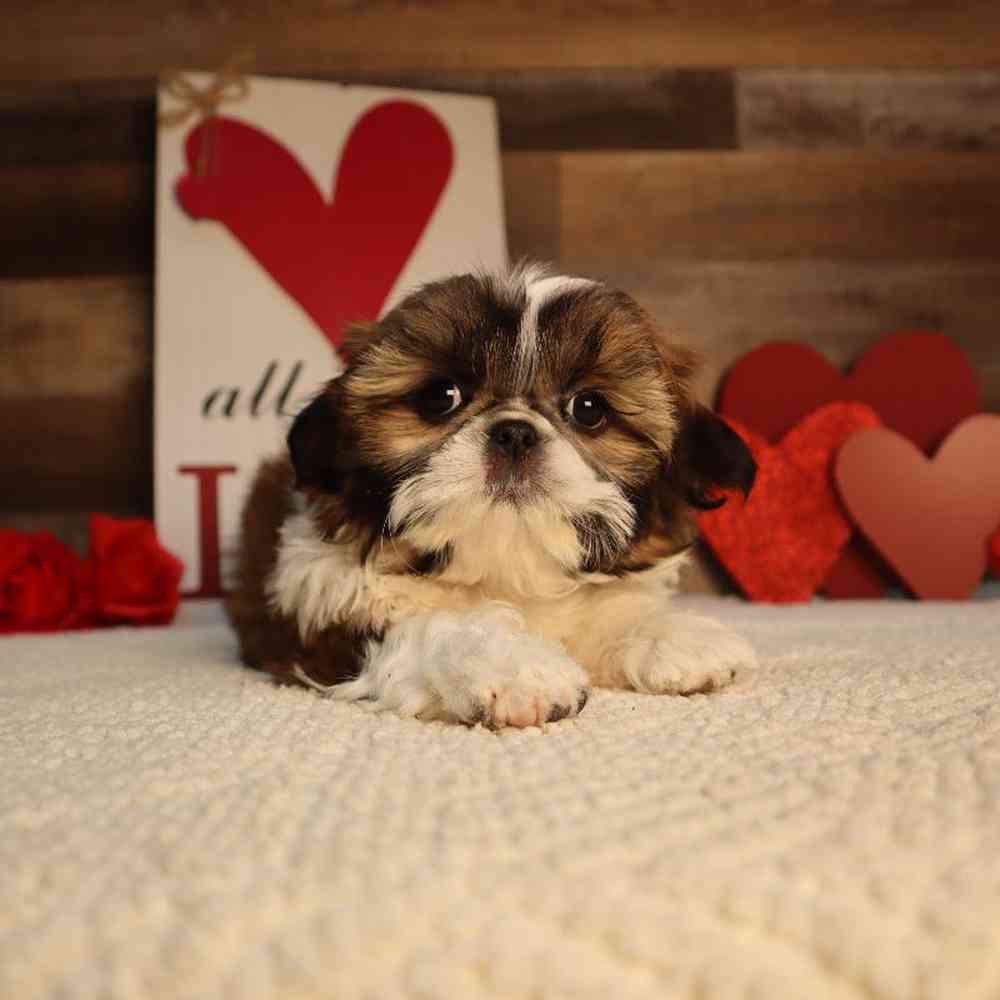 carousel pet images