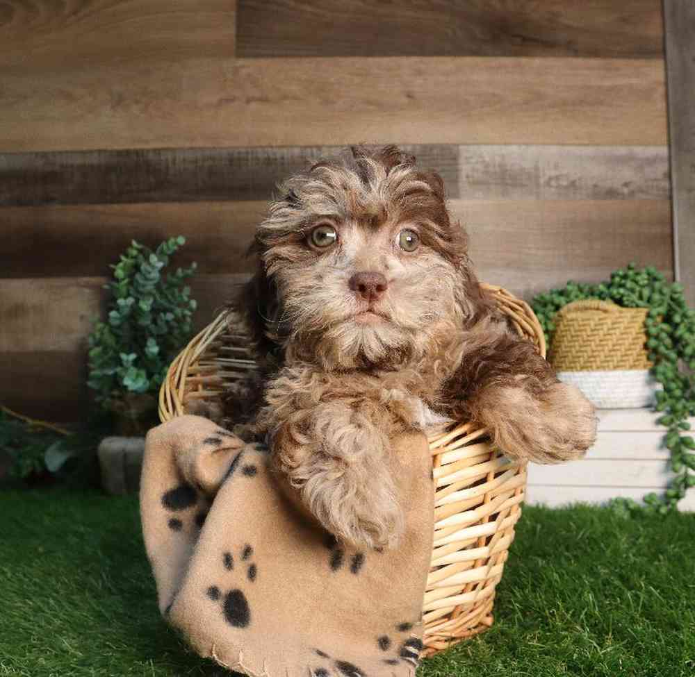carousel pet images