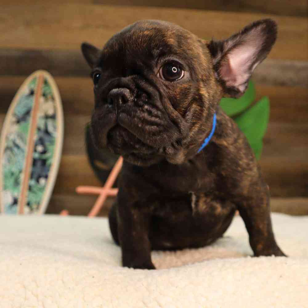 Male French Bulldog Puppy for Sale in Blaine, MN