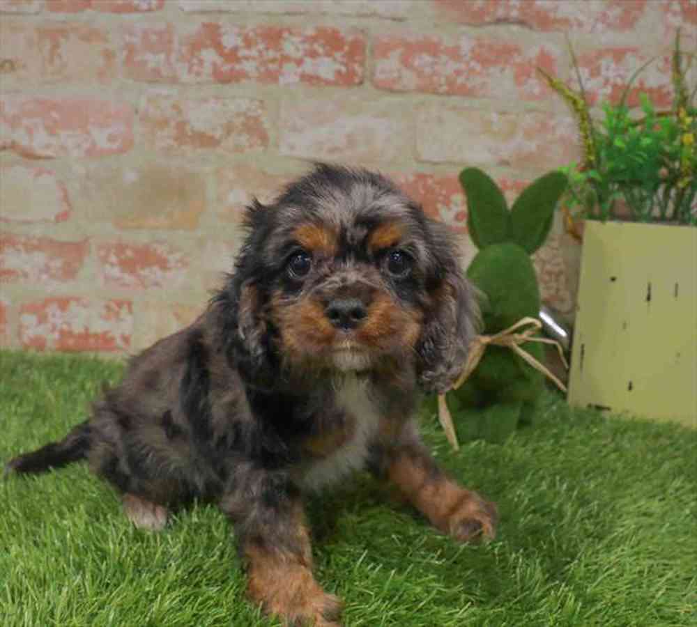 carousel pet images
