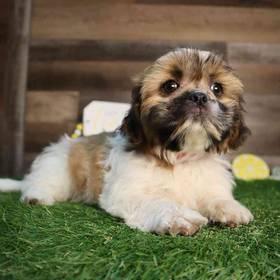 Shih Tzu