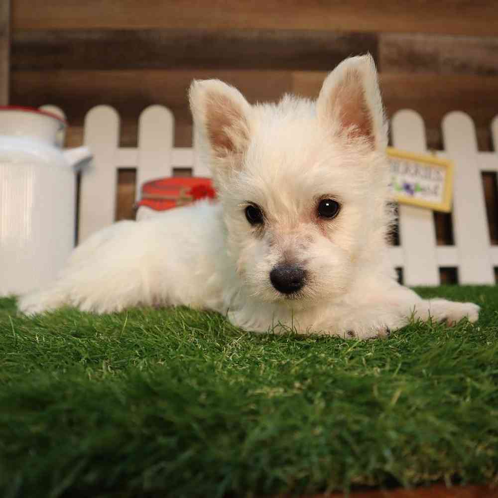 Male West Highland White Terrier Puppy for Sale in Blaine, MN