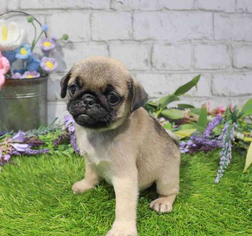 carousel pet images