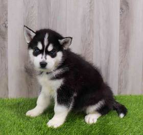 Siberian Husky