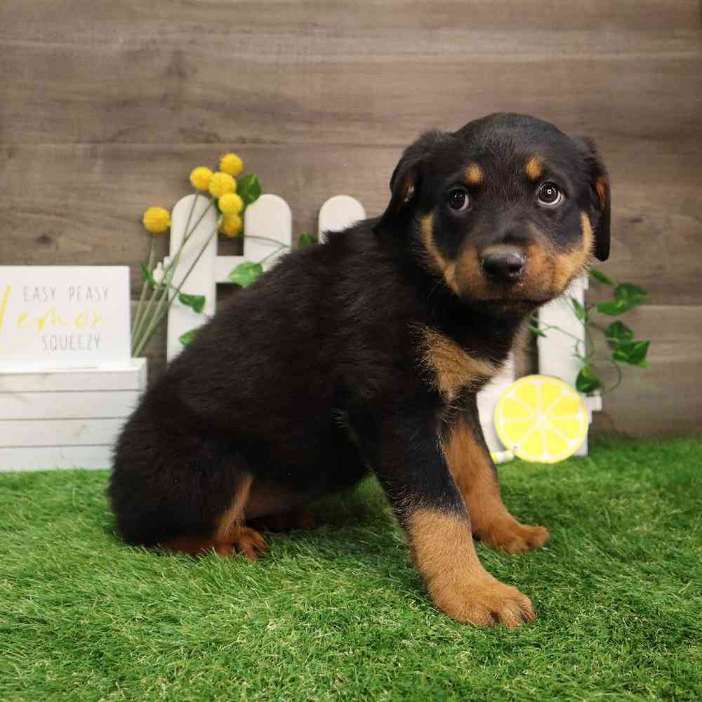 Female Rottweiler Puppy for Sale in Blaine, MN