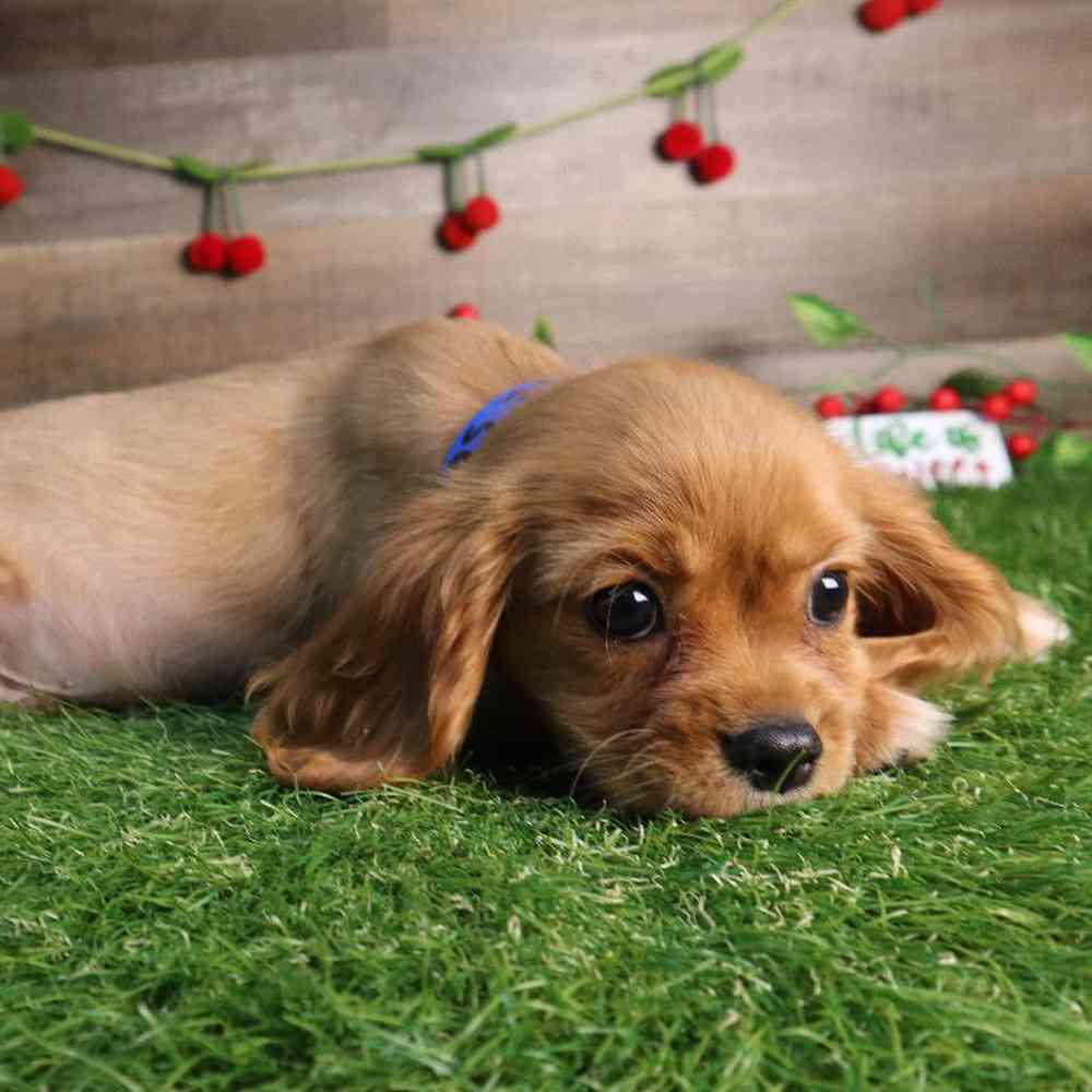 carousel pet images
