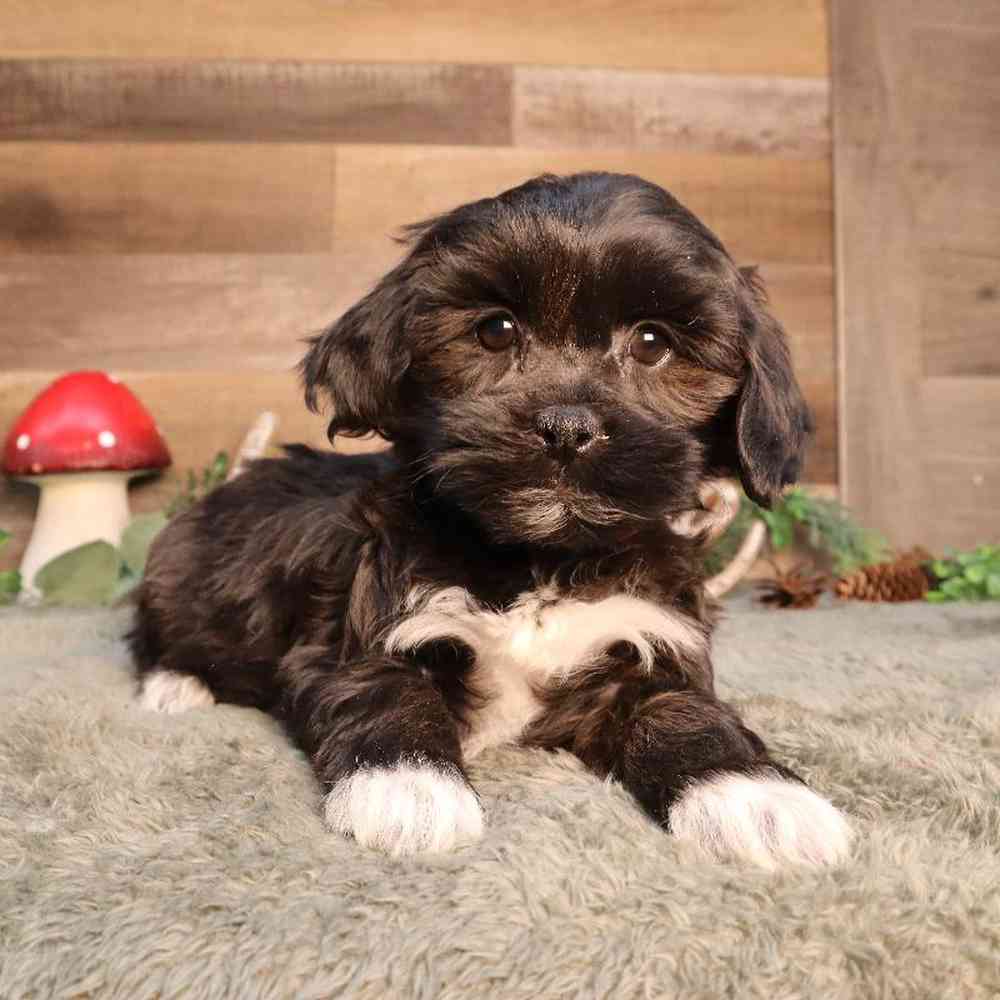 Shipoo Puppy for sale - Four Paws and a Tail